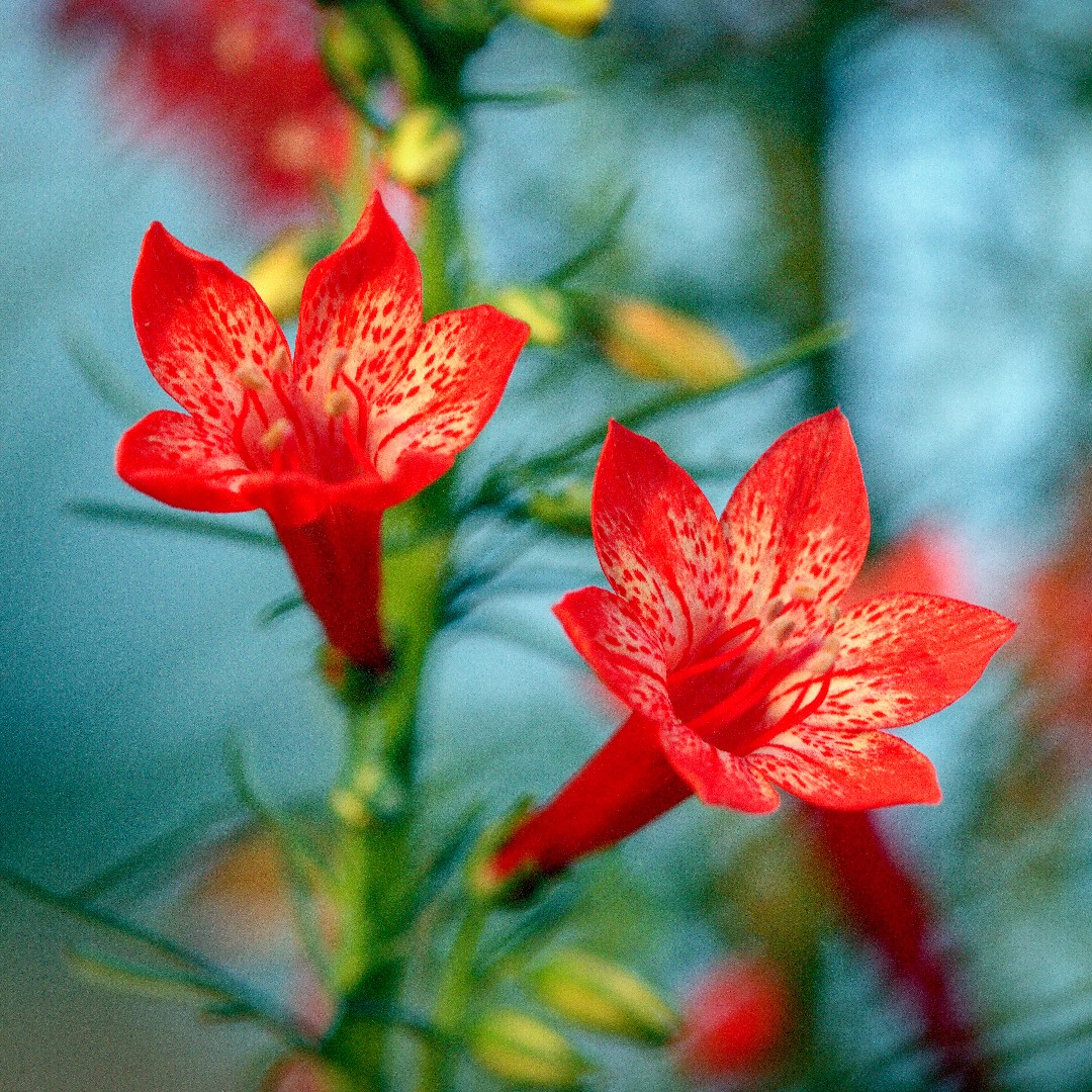 イポモプシス・ルブラ (Ipomopsis rubra) 花言葉，毒性，よく