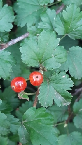 Смородина Альпийская ribes alpinum