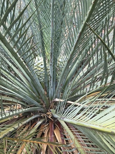 Macrozamia macdonnellii - PictureThis