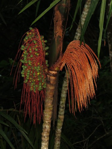 Milpesos palma (Oenocarpus)