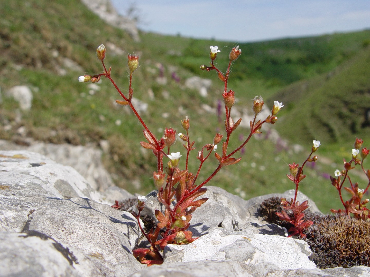 Камнеломка трёхпалая (Saxifraga tridactylites) - PictureThis