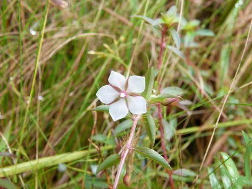 Sauvagesia (Sauvagesia)