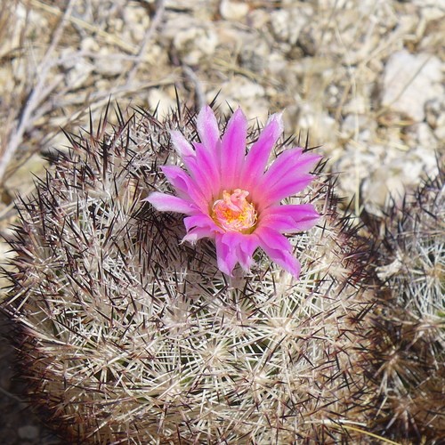 Cushion foxtail cactus (Escobaria alversonii) Flower, Leaf, Care, Uses ...