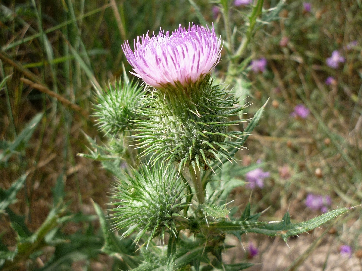 Cirsium vulgare  Nature Inquiries