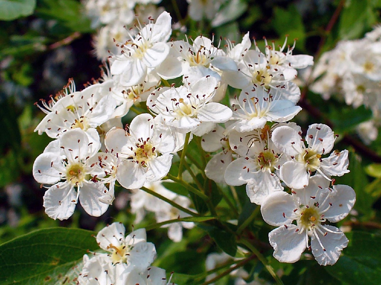 Common hawthorn (Crataegus monogyna) Flower, Leaf, Care, Uses - PictureThis