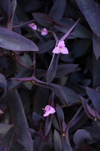 ムラサキゴテン（紫御殿） (Tradescantia pallida) 花言葉，毒性，よく