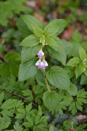 Erba limona o Bocca di lupo (Melittis melissophyllum L.)