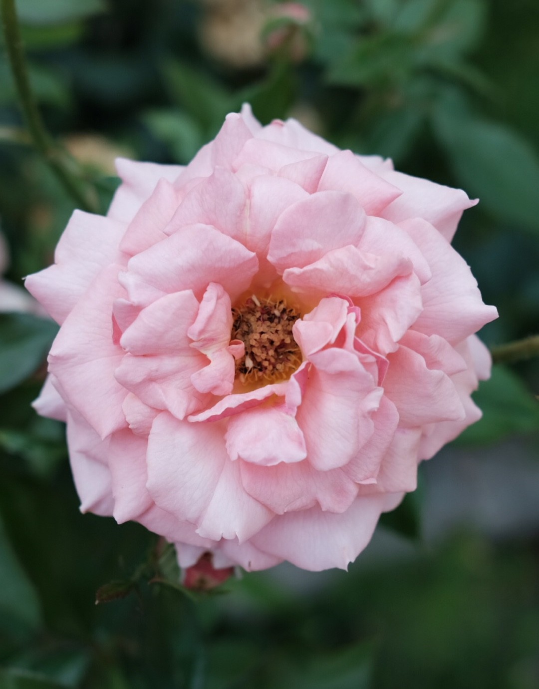 ️️ How to Prune Roses 'Cecile Brunner'