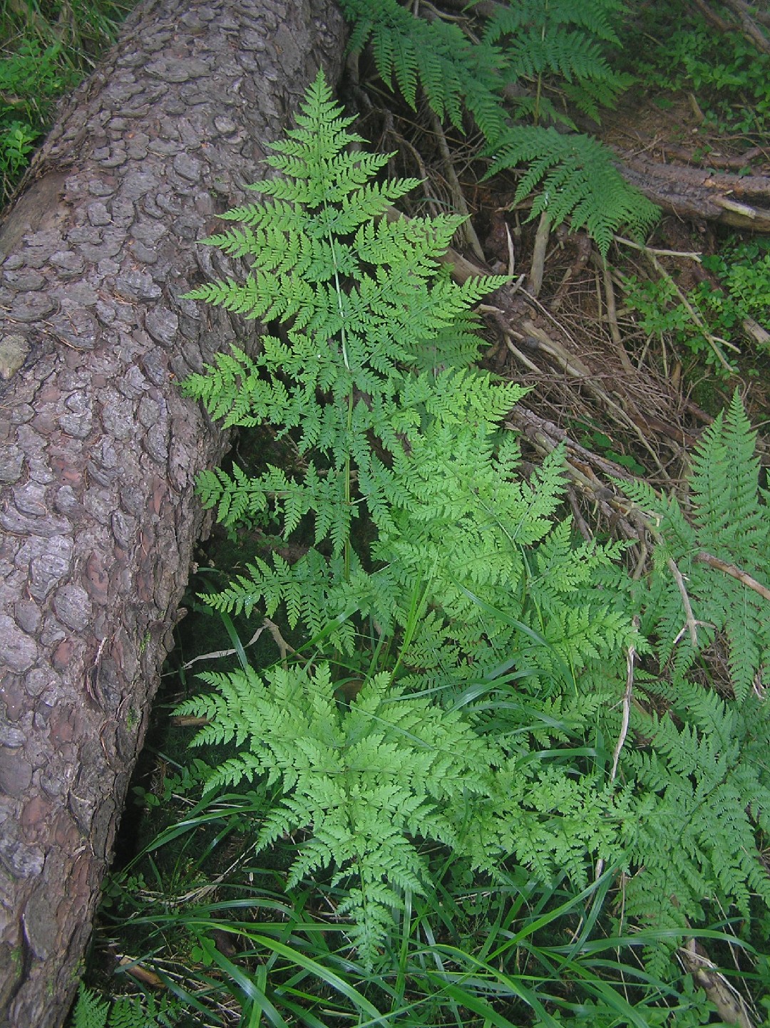 Щитовник распростёртый (Dryopteris expansa) - PictureThis