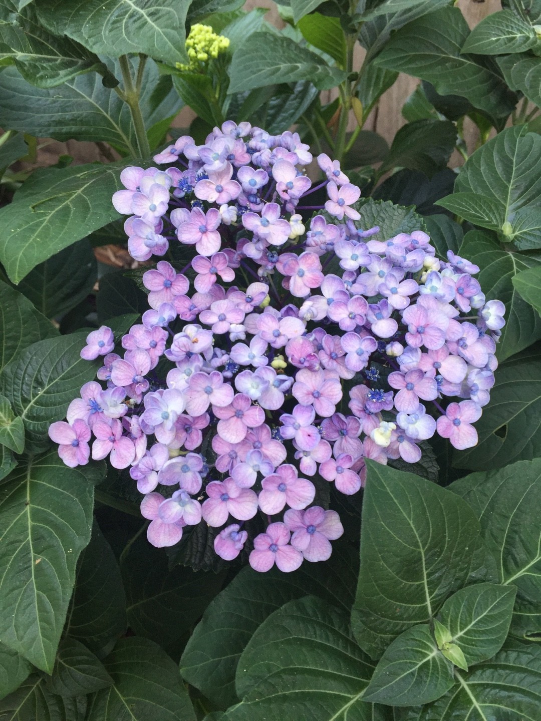 Image of Hydrangea macrophylla ayesha plant in garden setting