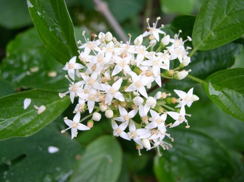 Red osier dogwood (Cornus sericea) Flower, Leaf, Care, Uses - PictureThis