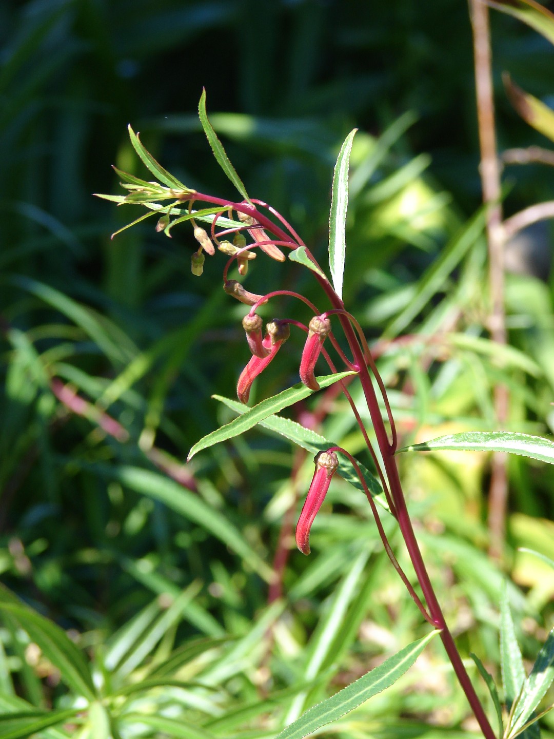 Лобелия рыхлоцветковая (Lobelia laxiflora) - PictureThis