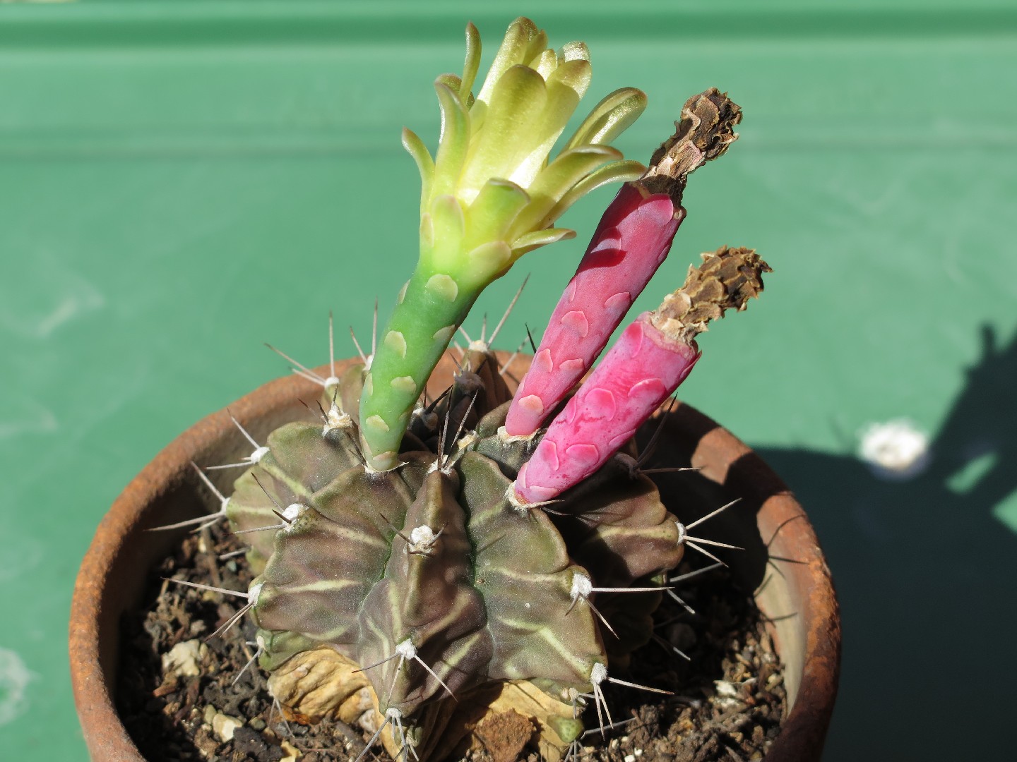 Une fleur de cactus qui s'épanouit une fois l'an et qui dure juste