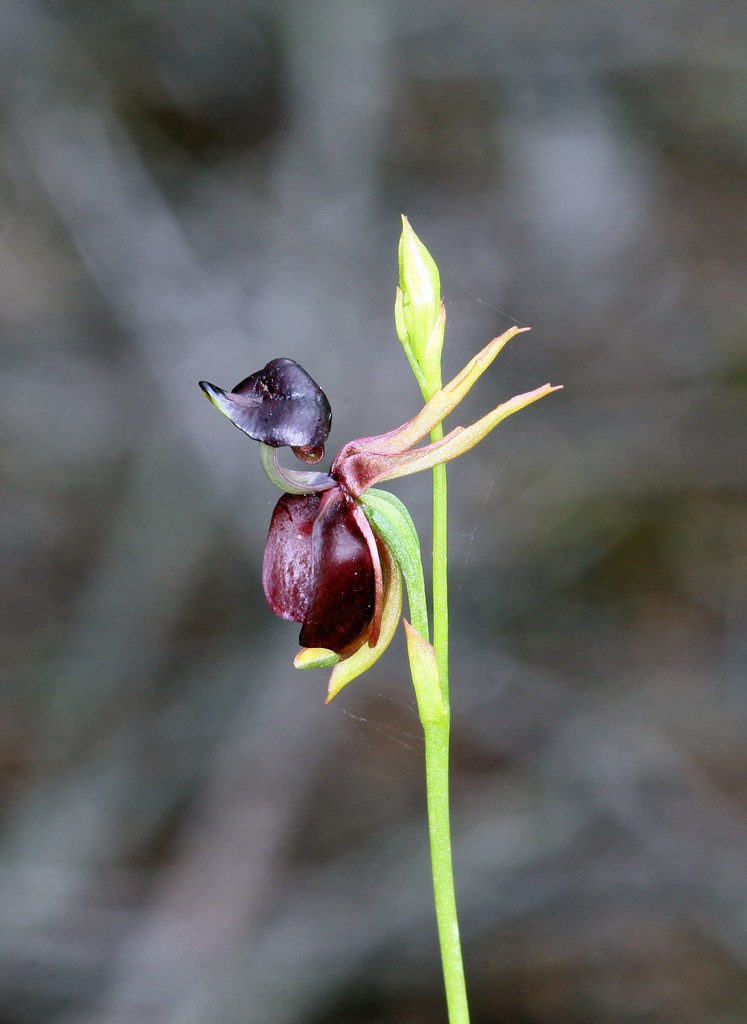 Caleana major (Flying Duck Orchid) - World of Flowering Plants
