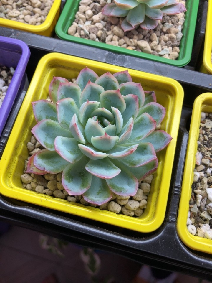 ブルーサプライズ (Echeveria 'Blue Surprise') - PictureThis