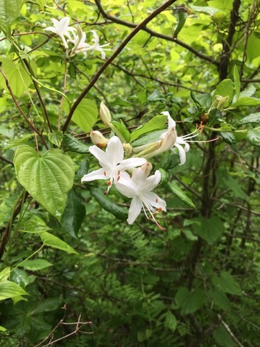 ニオイツツジ（匂い躑躅） (Rhododendron viscosum) 花言葉，毒性，よくある質問 - PictureThis