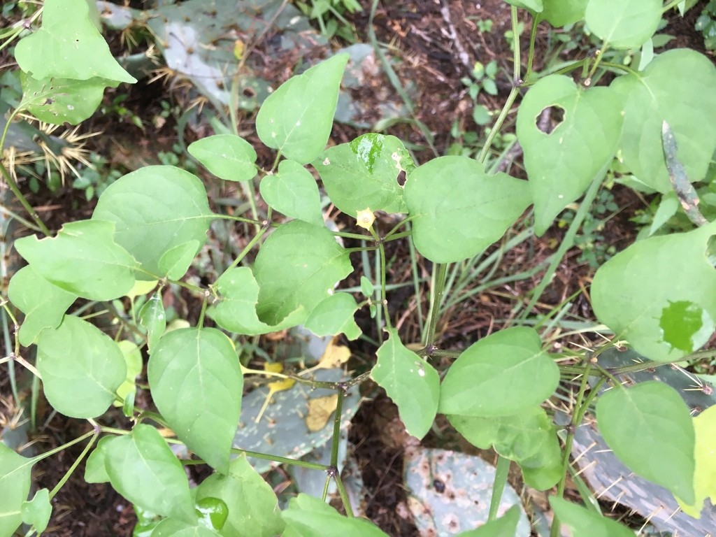 Перец стручковый (Capsicum annuum) - PictureThis