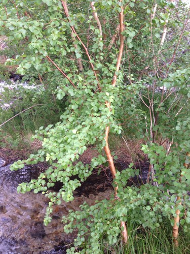 Water Birch, Betula occidentalis