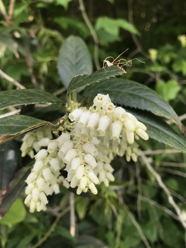 セイヨウイワナンテン（西洋岩南天） (Leucothoe fontanesiana) 花言葉，毒性，よくある質問 - PictureThis