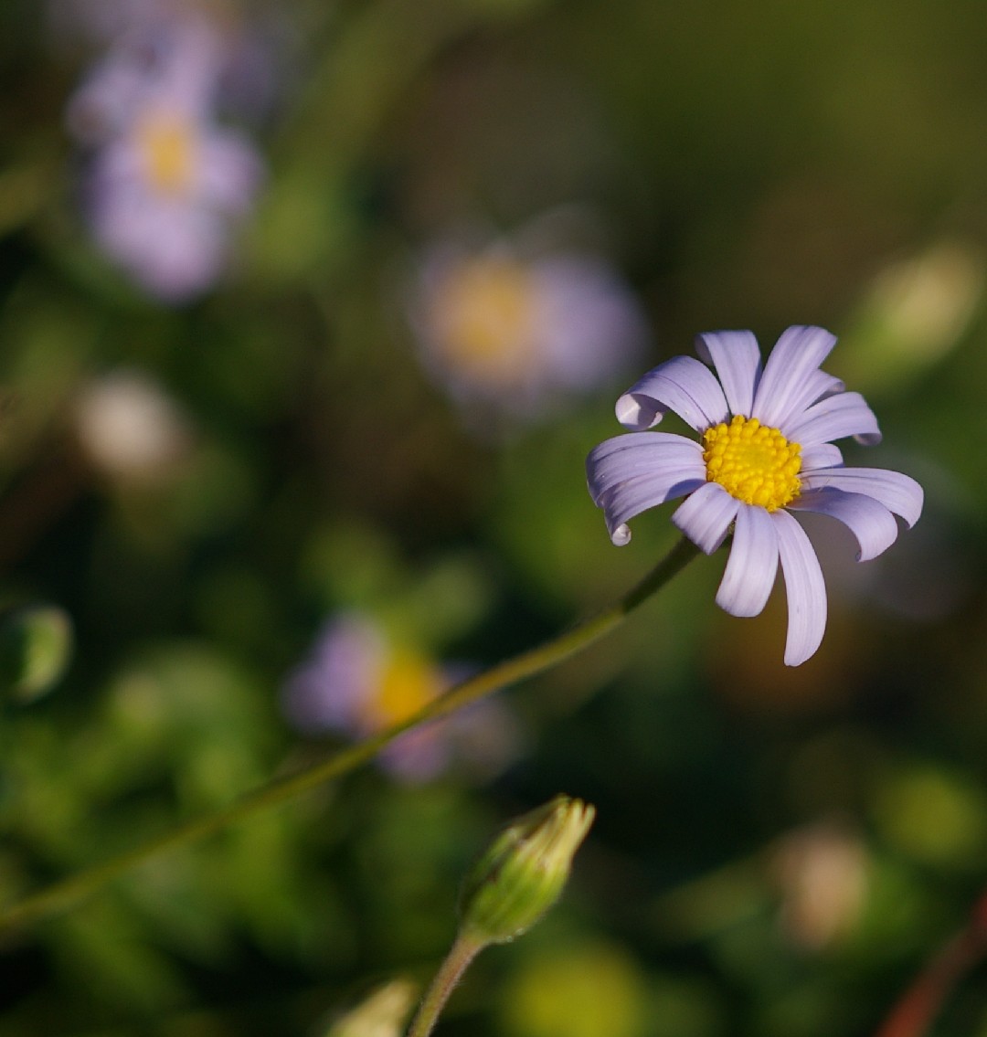 How to Plant and Grow Blue daisy(Felicia amelloides)