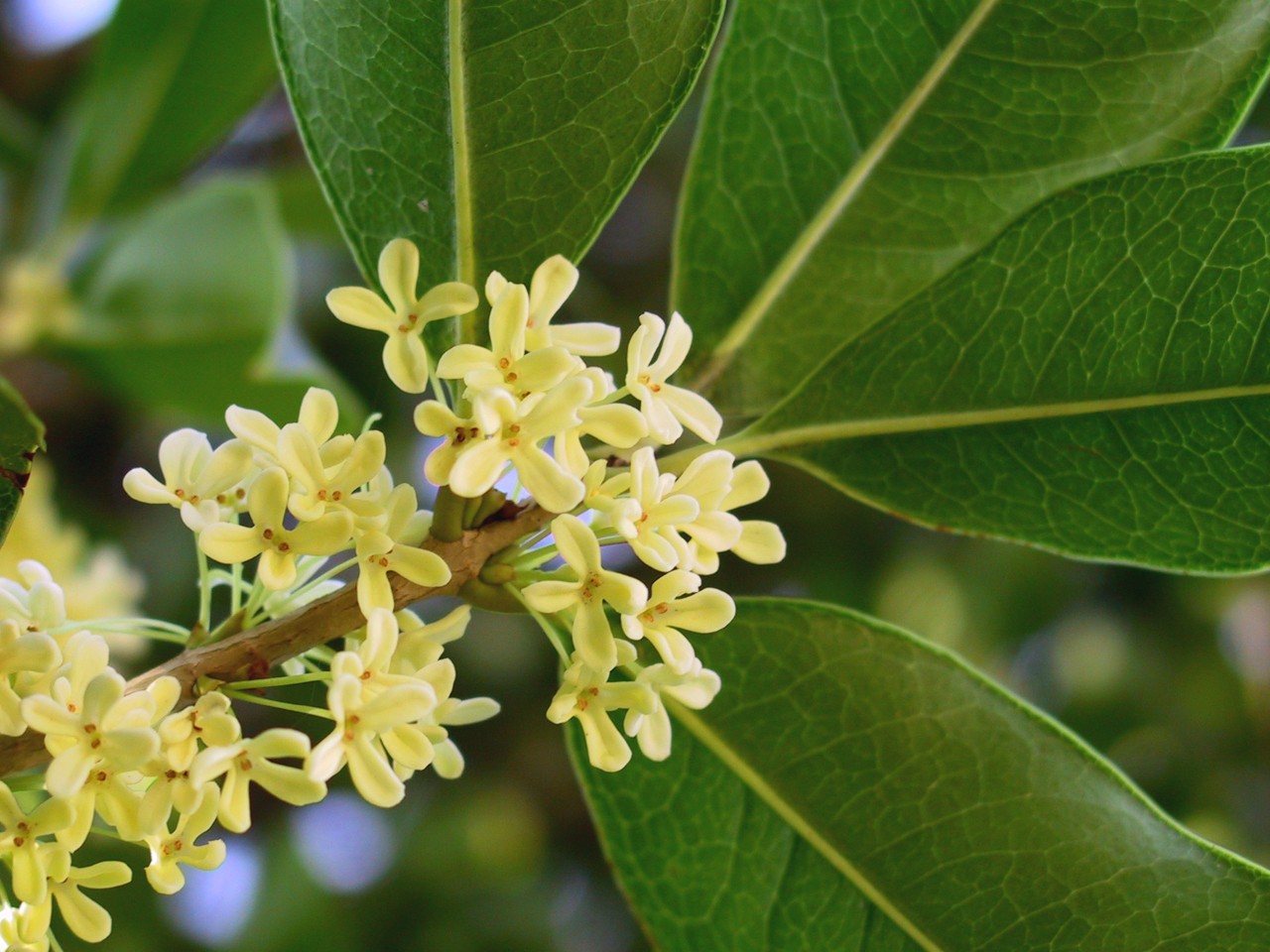 Osmanthus delavayi