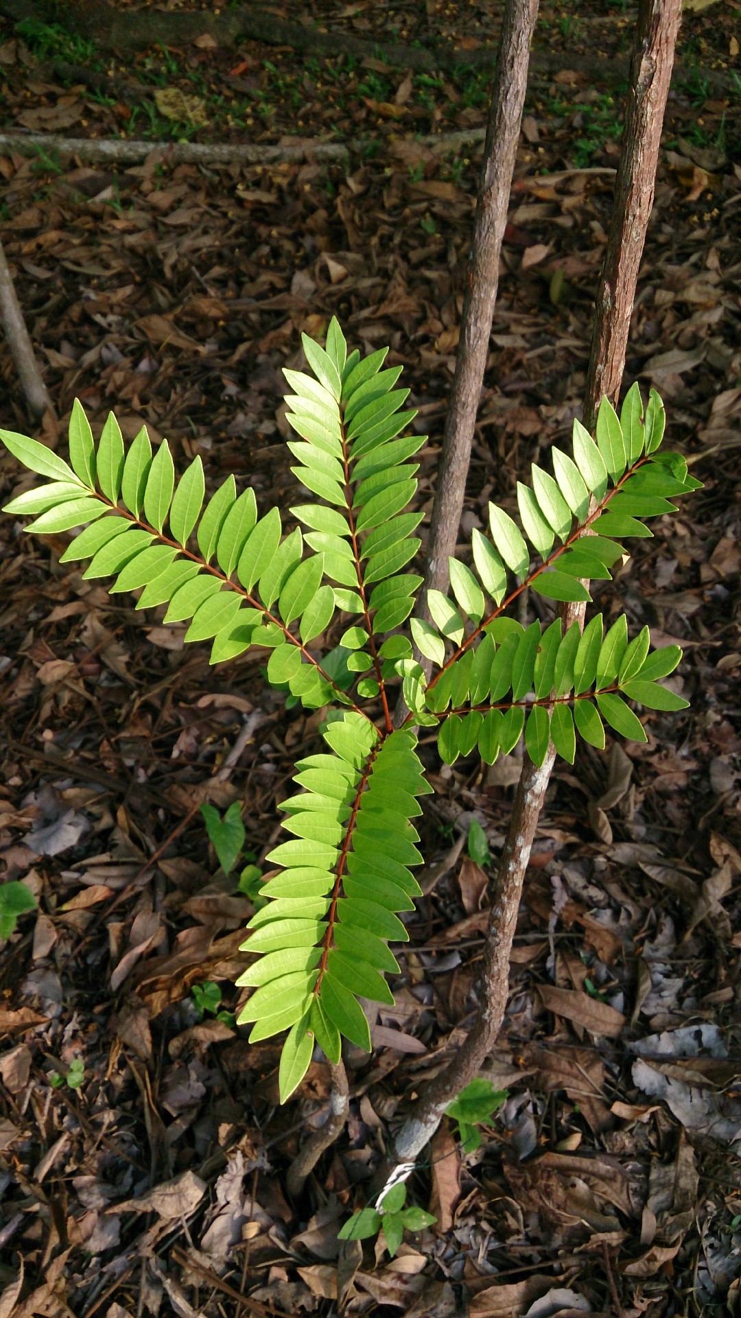 eurycoma-longifolia-picturethis