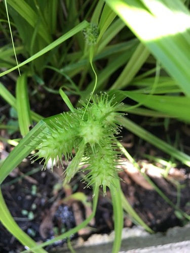 How To Plant And Grow Shallow Sedge Carex Lurida