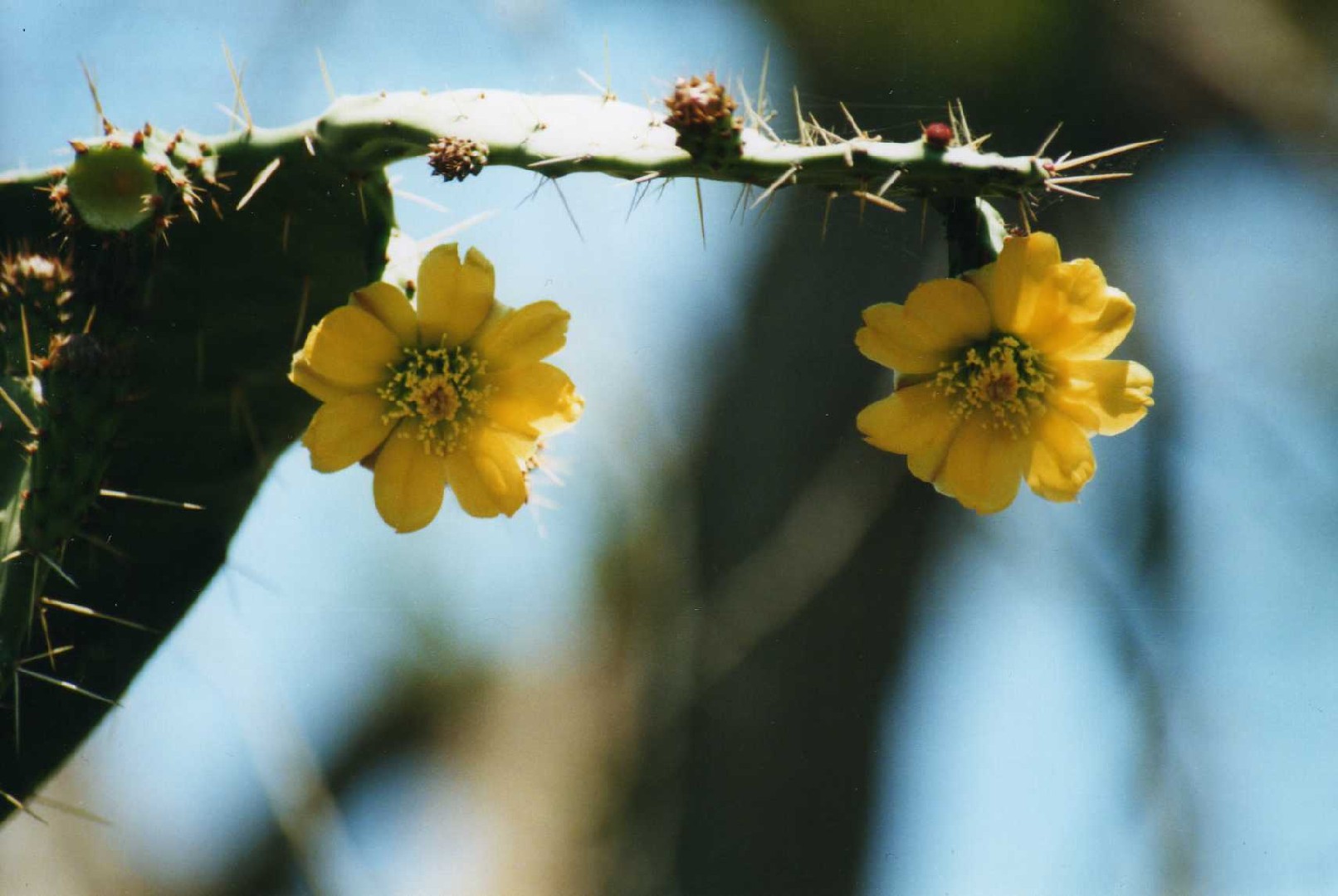 Опунция одноколючковая (Opuntia monacantha) - PictureThis