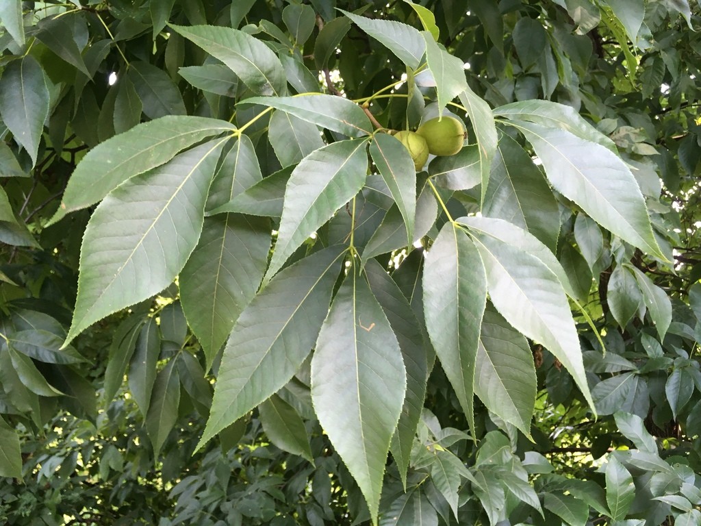 Кария голая (Carya glabra) - PictureThis