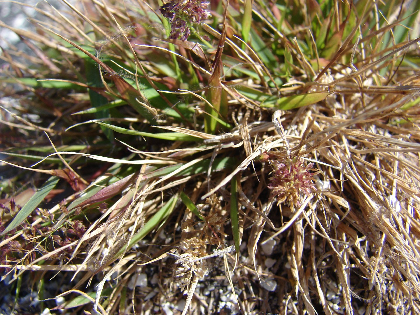 Japanese lovegrass (Eragrostis amabilis) Flower, Leaf, Care, Uses ...