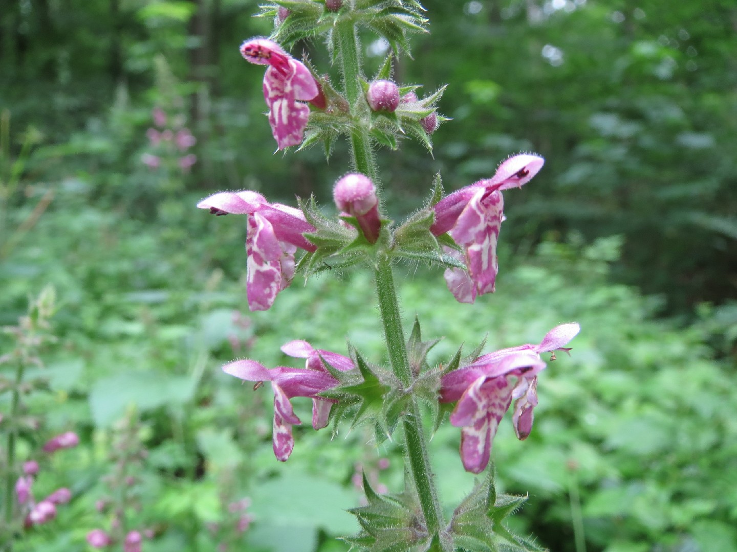 Чистец лесной. Stachys sylvatica. Stachys sylvatica по русски.