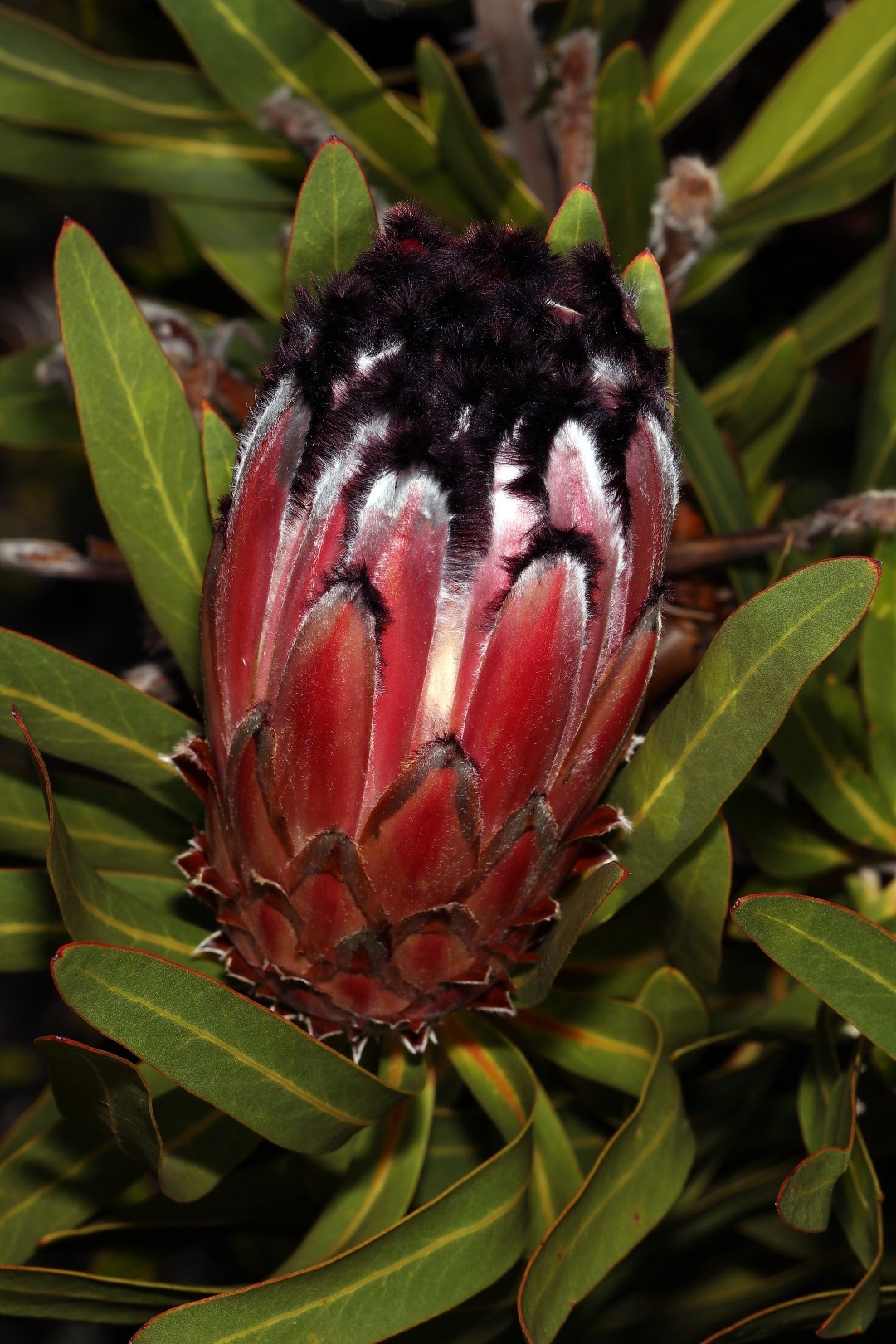 Protea neriifolia - PictureThis