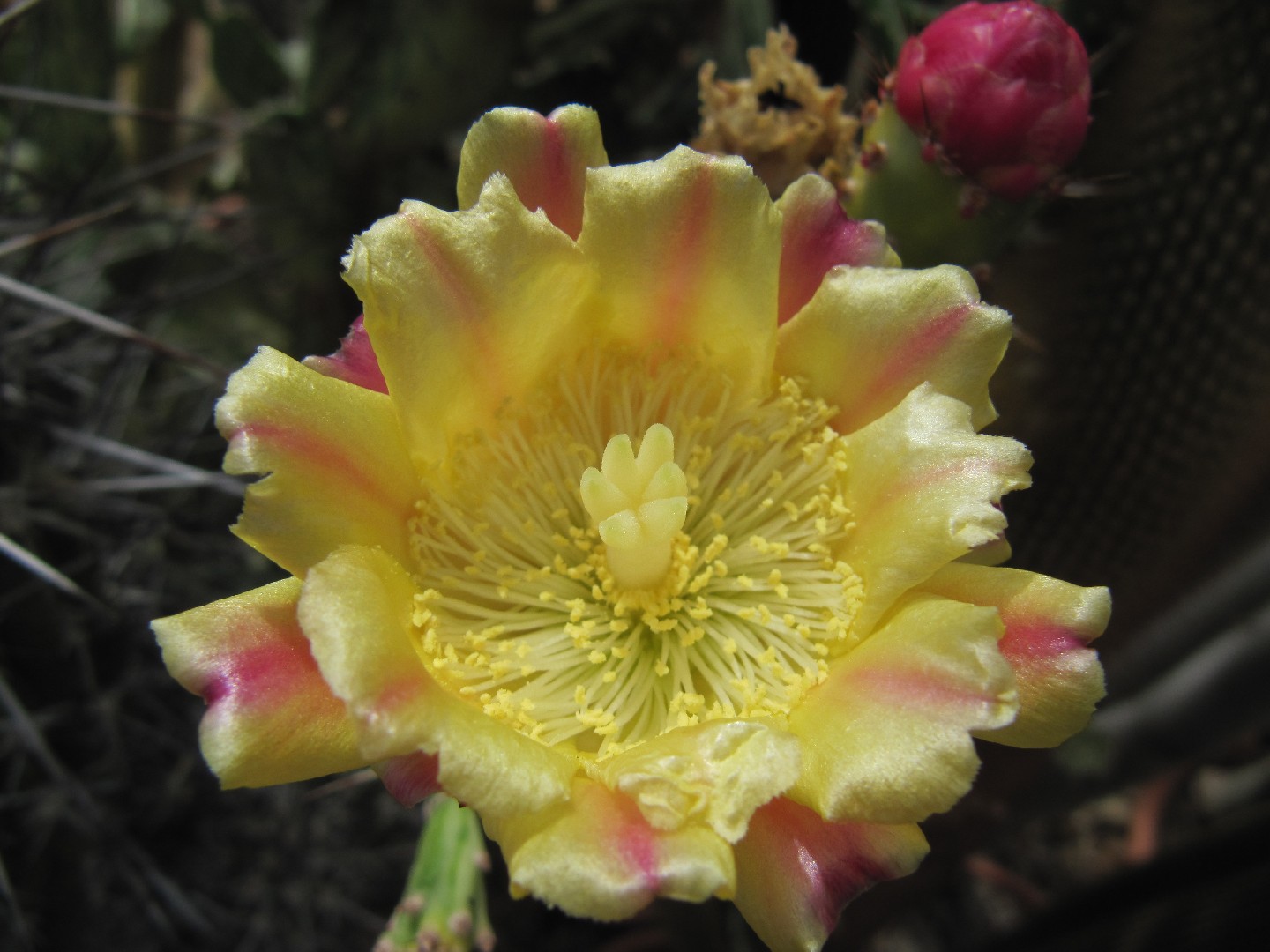 Опунция одноколючковая (Opuntia monacantha) - PictureThis