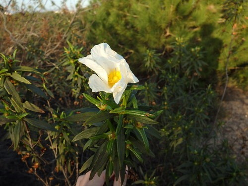 Image of Cistus ladanifer plant in a meadow