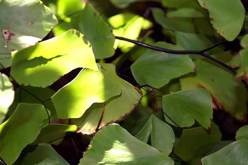 アジアンタム・ペルウィアナム (Adiantum peruvianum) - PictureThis