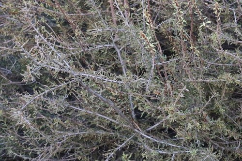 Almendra del desierto (Prunus fasciculata) - PictureThis