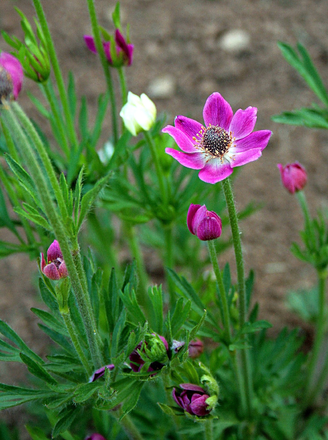 Ветреница многонадрезная (Anemone multifida) - PictureThis