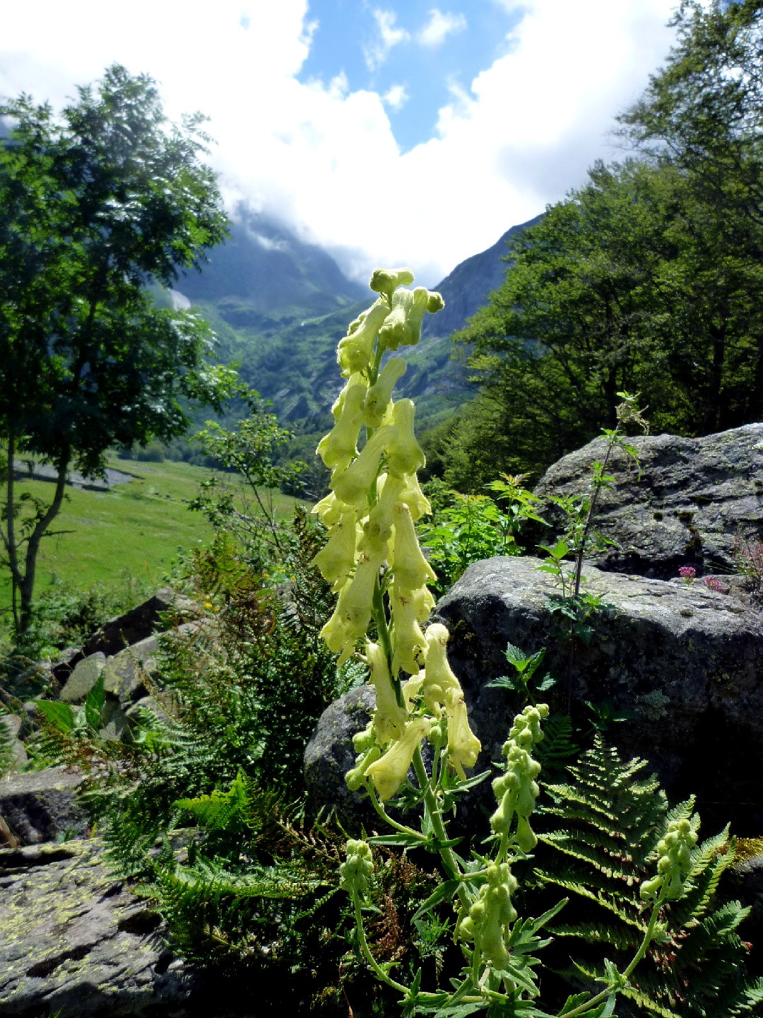 Борец волчий (Aconitum lycoctonum) - PictureThis