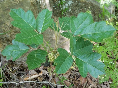 Atlantic poison oak (Toxicodendron pubescens) Flower, Leaf, Care, Uses -  PictureThis