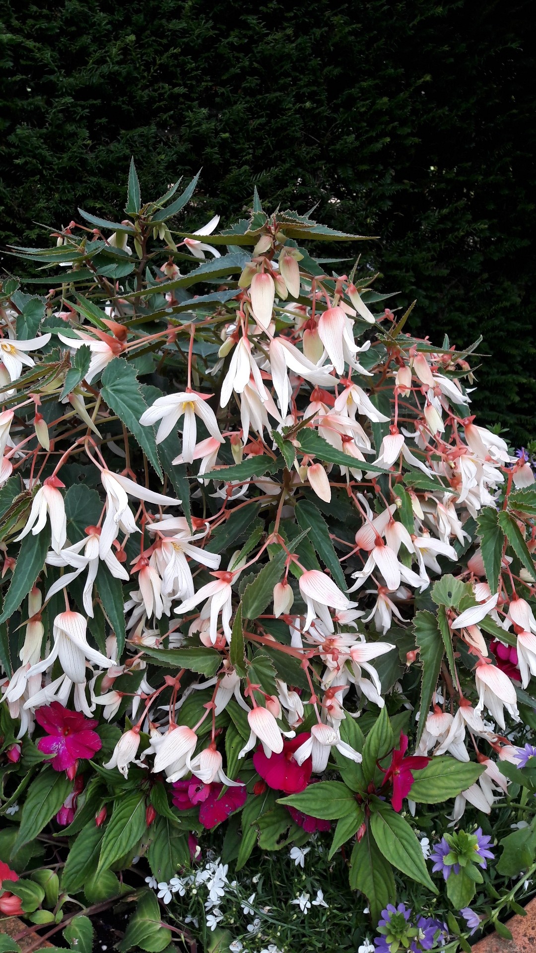 Begonia boliviensis 'Bossa Nova Pure White' - PictureThis