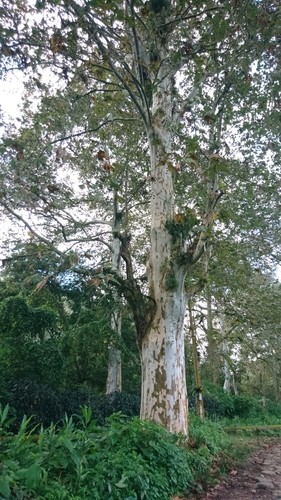 mexican sycamore tree care