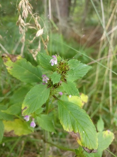 Splitlip hempnettle (Galeopsis bifida) Flower, Leaf, Care, Uses ...