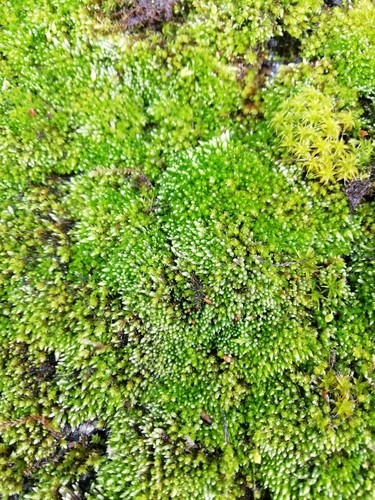 Silvergreen bryum moss (Bryum argenteum) Flower, Leaf, Care, Uses -  PictureThis