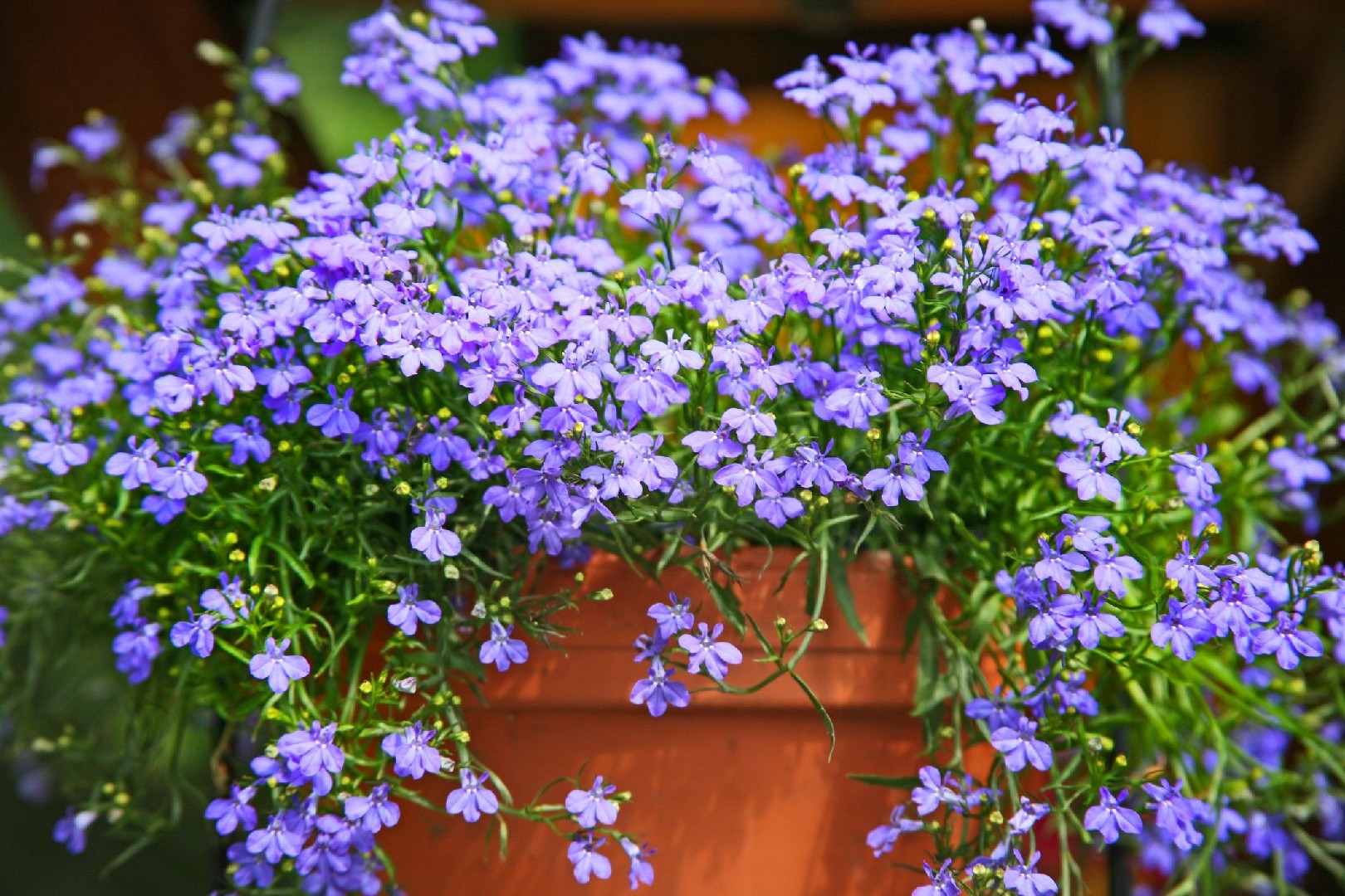 Edging lobelia (Lobelia erinus) Flower, Leaf, Care, Uses - PictureThis