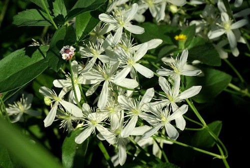 Sweet autumn clematis (Clematis terniflora) Flower, Leaf, Care, Uses ...