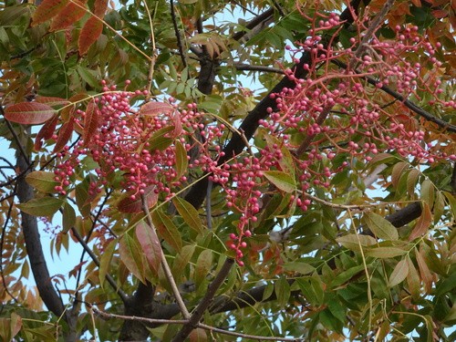 pistacia chinensis flowers