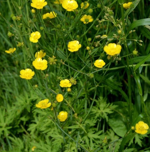 Лютик едкий (Ranúnculus Ácris