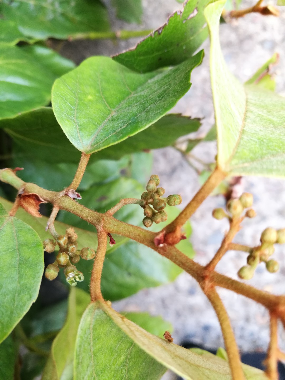 Циссус антарктический (Cissus antarctica) - PictureThis