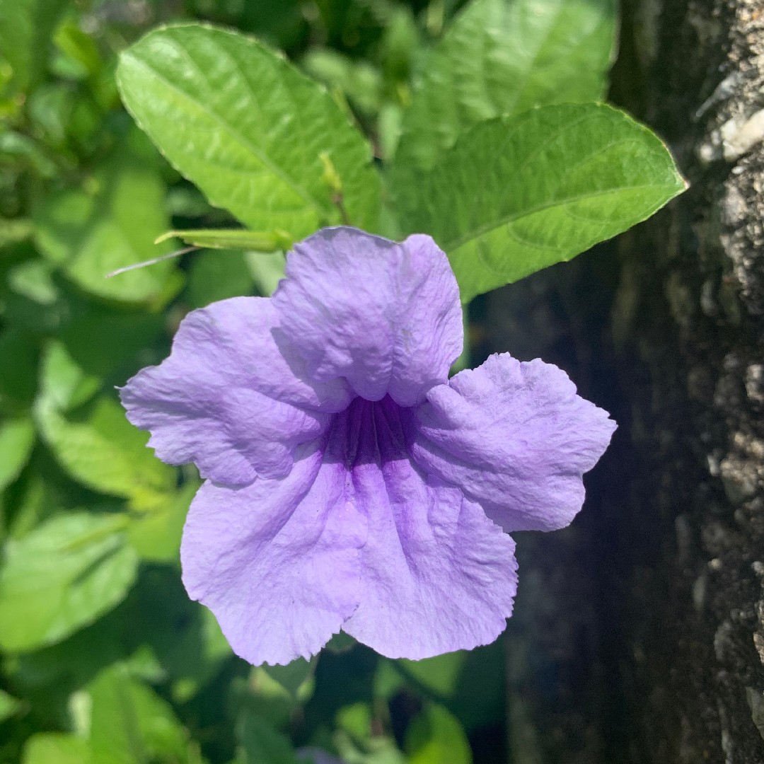 🌱 Как распространить Ruellia nudiflora