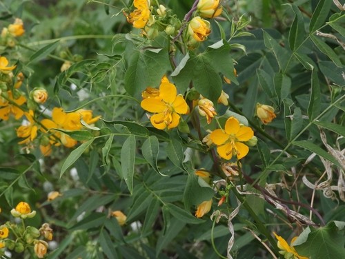 Senna Hirsuta Senna Hirsuta Picturethis